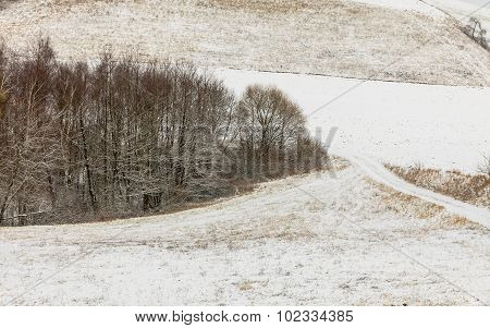 Trees In Field Covered By Snow. Winter Scenery