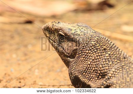 Bengal Monitor Lizard In The Forest