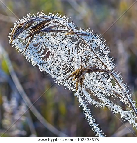 The first frost. Cobwebs on the grass covered with frost