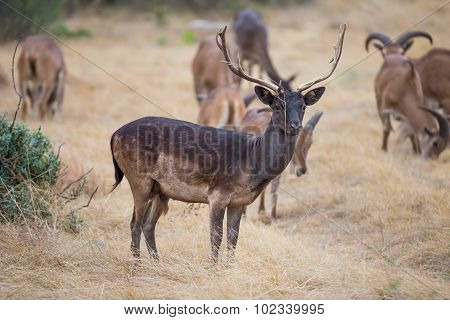 Chocolate Fallow