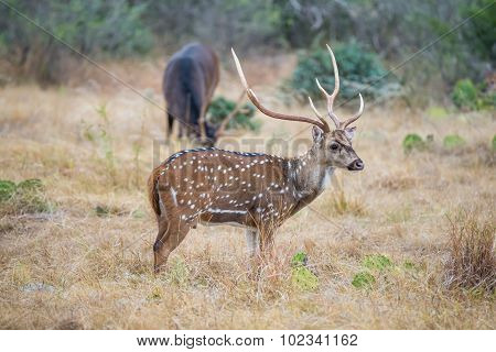 Axis Buck