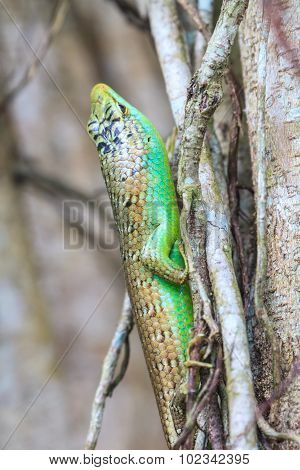 Olive Tree Skink