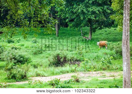 Banteng