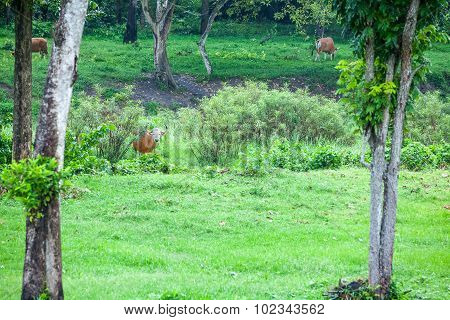 Banteng