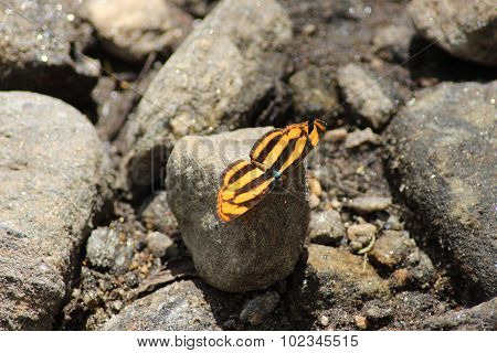 Tiger butterfly (Danaus chrysippus butterfly) butterflies mating with on background.