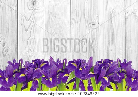 Blueflag Or Iris Flower On White Wooden Background