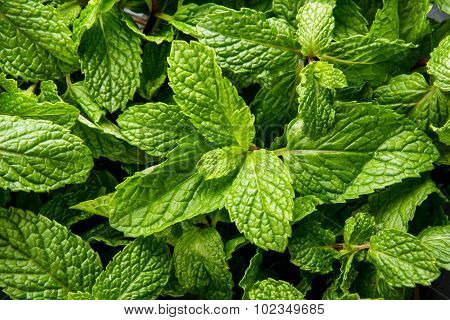 Fresh Mint Leaves