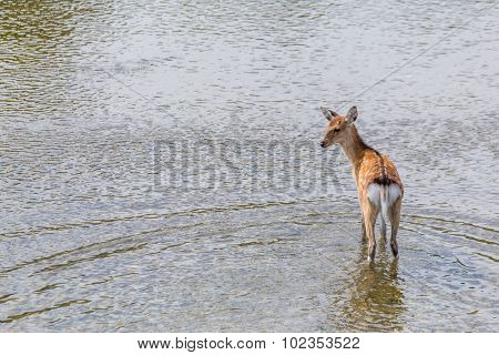 Sika deer waliking in the river
