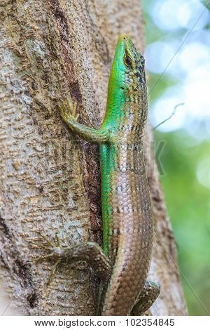 Olive Tree Skink