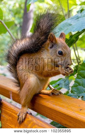 Eurasian Red Squirrel