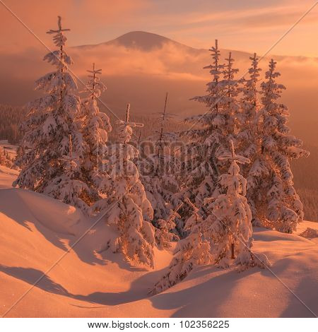 Fantastic orange evening landscape glowing by sunlight. Dramatic wintry scene with snowy trees. Kukul ridge, Carpathians, Ukraine, Europe. Merry Christmas!