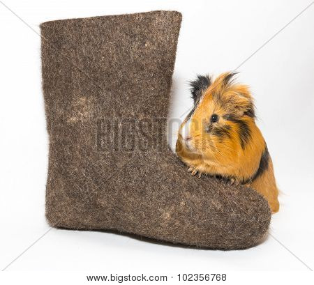 Guinea Pig And Russian Boots