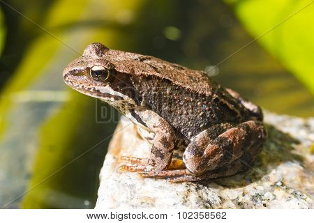 Frog