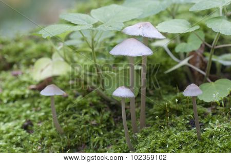 Mycena Galericulata Mushrooms