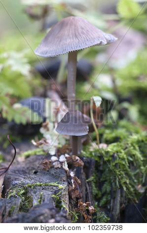 Mycena Galericulata Mushrooms