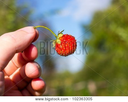 The nature vegetable strawberry object.