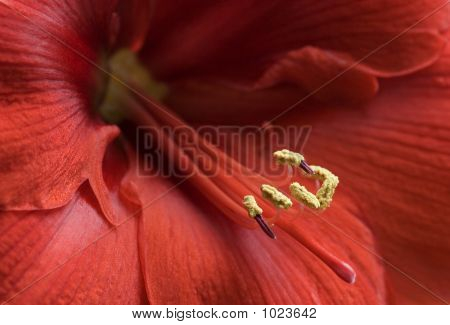 Amaryllis rouge