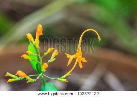 Close Up Yellow Flower Of Globba Winitii