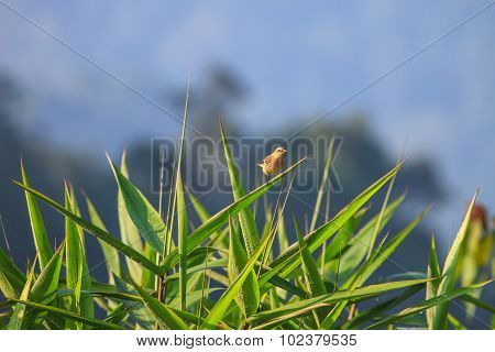 Stonechat Female In Nature