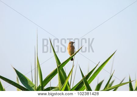 Stonechat Female In Nature