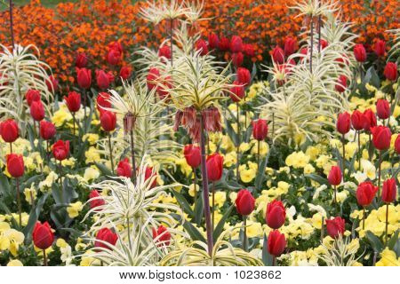 Tulipán