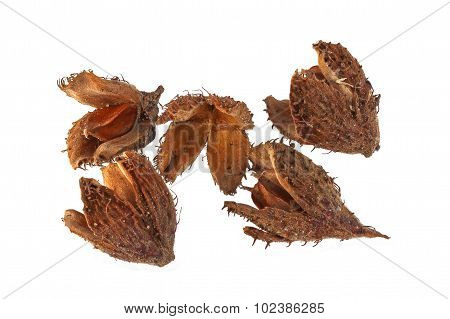 Beechnuts And Husks.