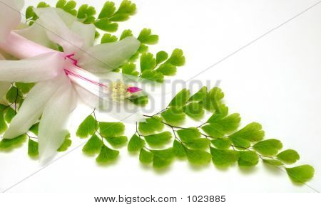 Fiore di Cactus Zygo