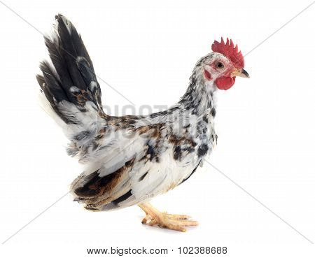Serama Chicken