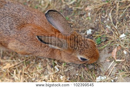 Rabbit With Long Ears