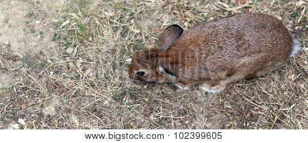 Young Rabbit With Long Ears And A Shiny Coat