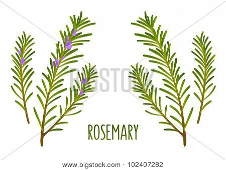Rosemary Sprigs