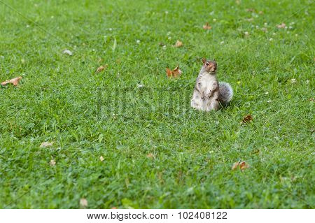 Squirrel
