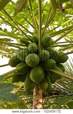 Papaya On The Papaya Tree.