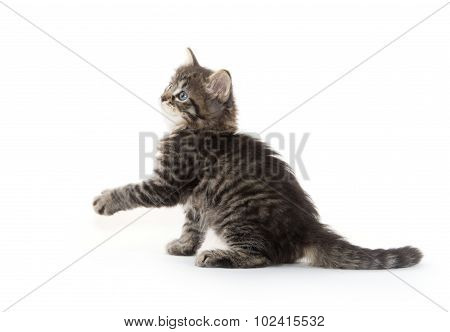 Cute Baby Tabby Kitten On White