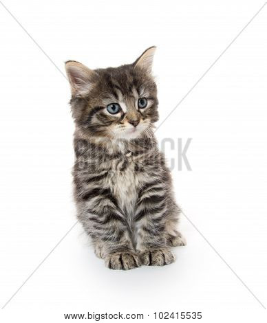 Cute Baby Tabby Kitten On White