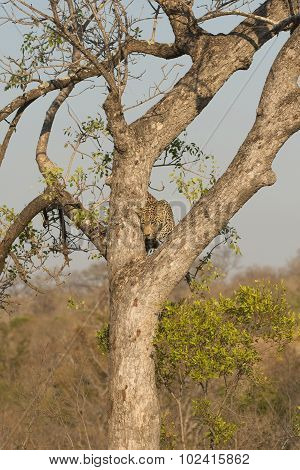 Leopard Climbing Down A Tree