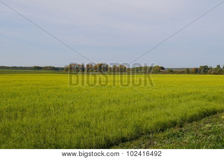 Mustard field