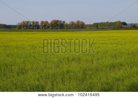 Mustard field