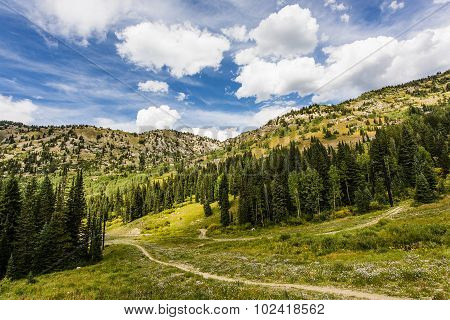 Alpine Meadows at Albion Basin, Utah