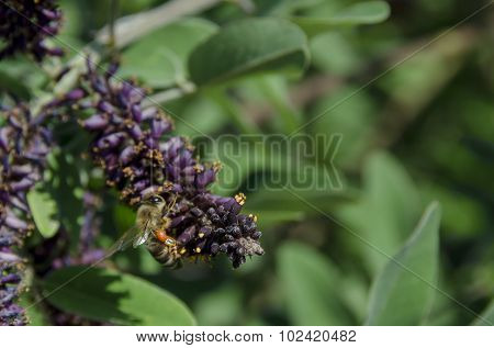 Bee on butterfly or buddleja bush, purple flower in summer