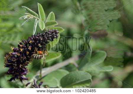 Bee on butterfly or buddleja bush, purple flower in summer