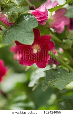 Red Flowers