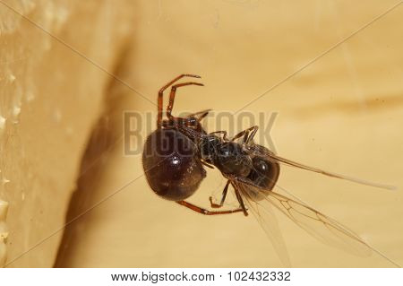 Spider Feeding On Flying Ant