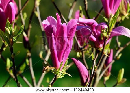 Magnolia Liliiflora Close