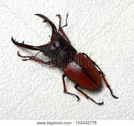 Stag beetle isolated on background