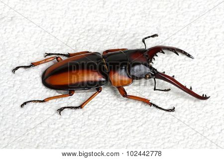 Stag beetle isolated on background