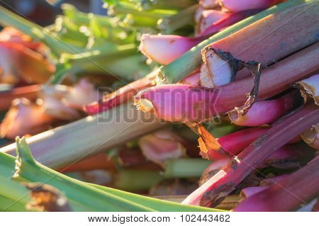Fresh Rhubarb