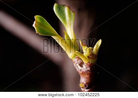 Leave Buds