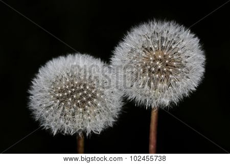 Two White Dandelion On A Black Background