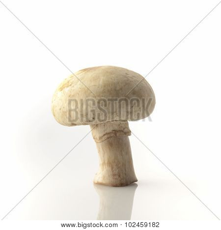 Button Mushrooms On White Background Shot in Studio